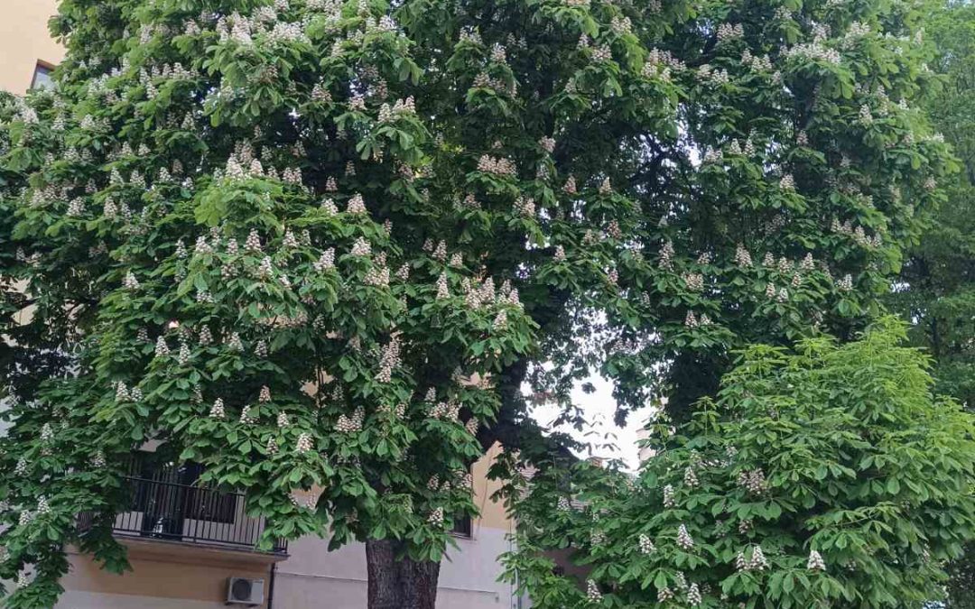 Priča o školskom kestenu